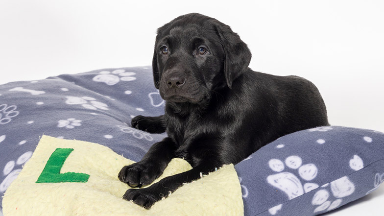 Leo sitting on a dog bed next to a blanket with the letter 'L' on it. Leo sitting on a dog bed next to a blanket with the letter 'L' on it.