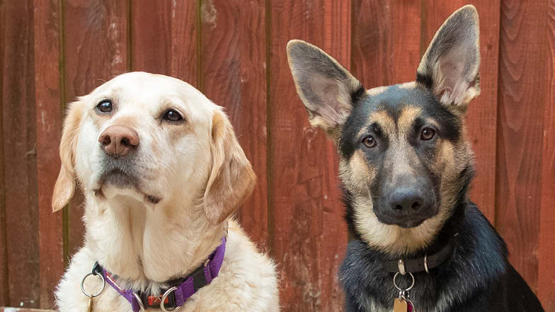 Lily and her puppy pal Ursi looking at the camera