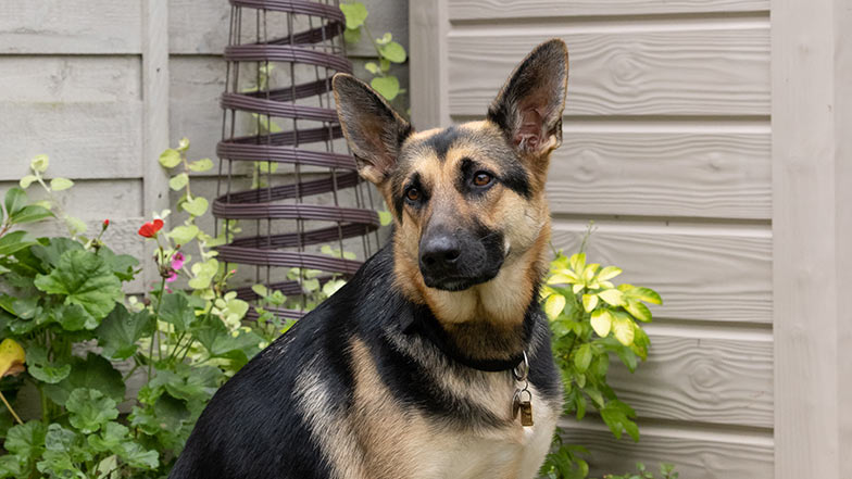 A close-up of German shepherd Lily