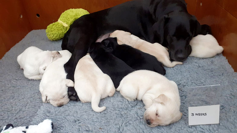 Margo and her litter sleeping with mum at three weeks old