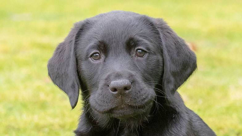 Headshot of guide dog puppy Margo looking at the camera