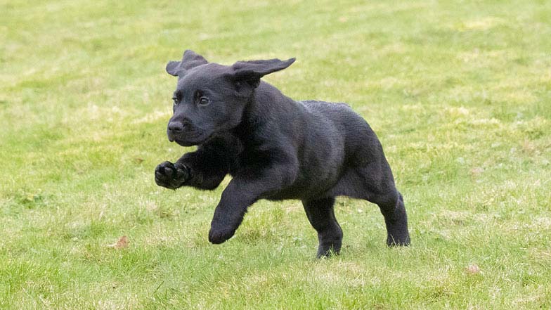 Margo running and leaping on the grass
