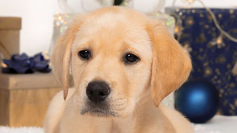 Headshot of yellow Labrador/retriever cross Merry, Christmas lights and decorations in the background.