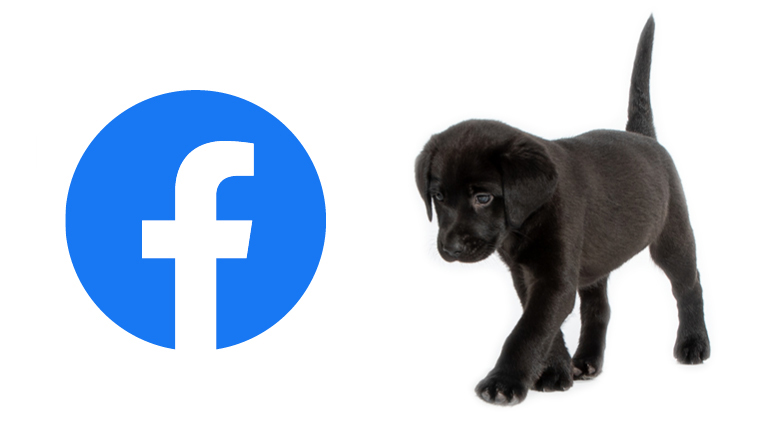 Guide dog puppy Millie looking at Facebook logo