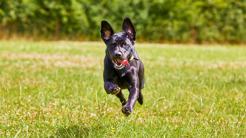 An action shot of black Labrador Millie free running in a field
