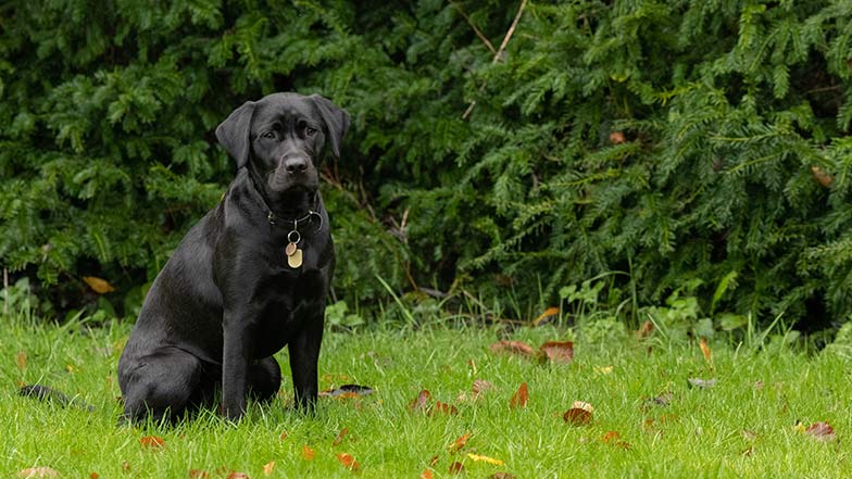 Millie a black Labrador sitting on the grass