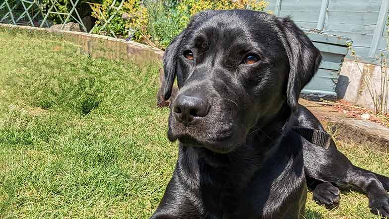 Black Labrador Millie laying down in the sun in a garden setting