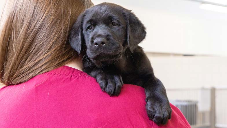 Moose being carried over the shoulder of a Guide Dogs staff member Moose being carried over the shoulder of a Guide Dogs staff member