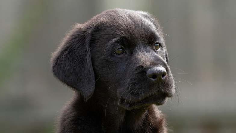 Headshot of guide dog puppy Moose looking off camera