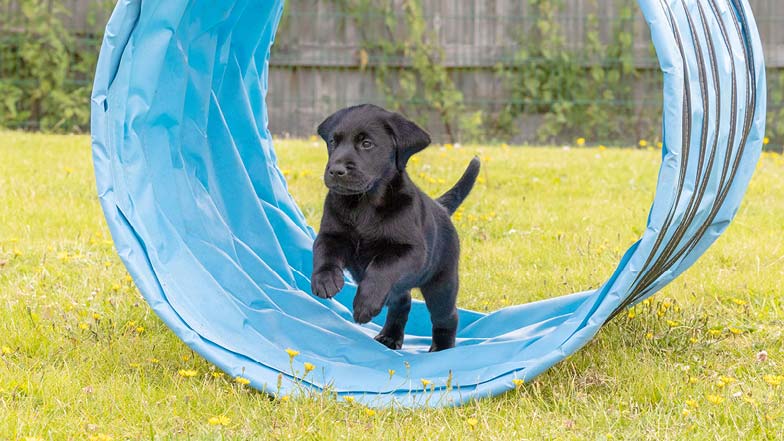 Moose jumping out the end of a play tunnel Moose jumping out the end of a play tunnel