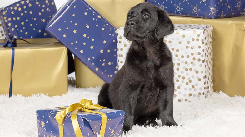 Moose sitting in front of lots of Christmas presents looking off camera Moose sitting in front of lots of Christmas presents looking off camera