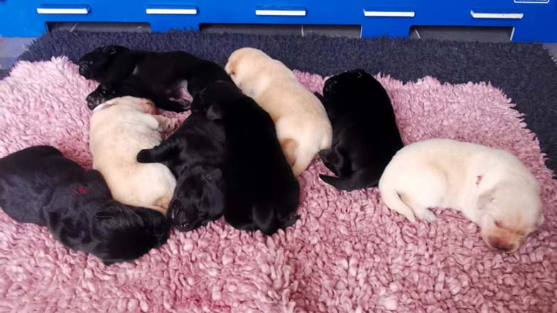 Moose's litter asleep on a pink fluffy blanket Moose's litter asleep on a pink fluffy blanket