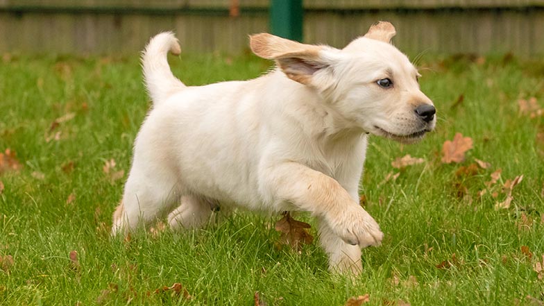 Murphy running through the grass