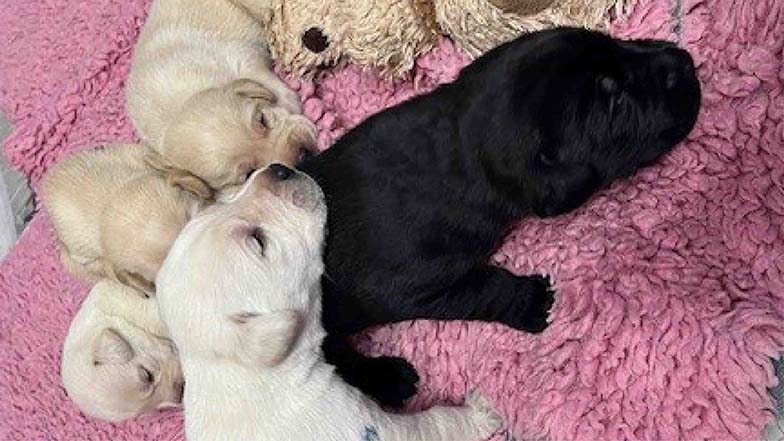 Norman and his litter lying on a pink fluffy blanket Norman and his litter lying on a pink fluffy blanket