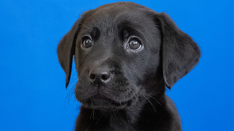 Headshot of guide dog sponsor pup Norman a black Labrador.