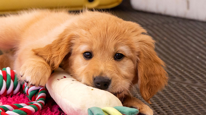 Parsnip lying on the floor with his toys. Parsnip lying on the floor with his toys.