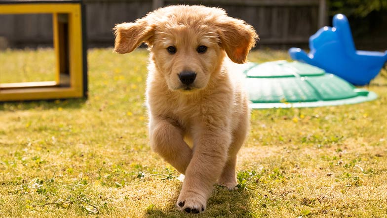 Parsnip running outdoors in the sunshine. Parsnip running outdoors in the sunshine.