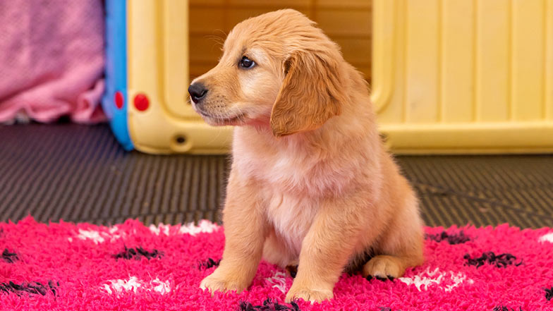 Parsnip sitting on a pink rug looking away from the camera. Parsnip sitting on a pink rug looking away from the camera.