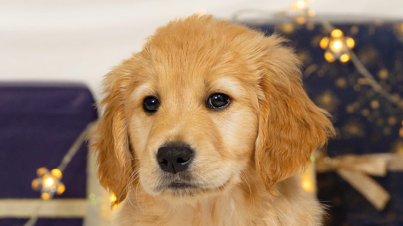 A headshot of golden retriever Parsnip looking to camera, Christmas lights and presents in the background.