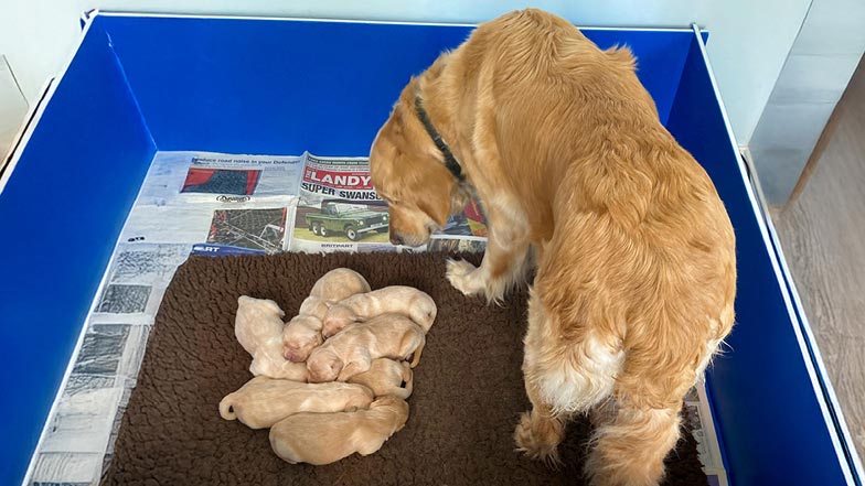 Parsnip's litter with their mum standing beside them looking downwards. Parsnip's litter with their mum standing beside them looking downwards.