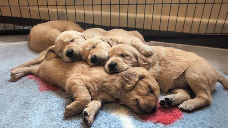 Three golden retriever puppies snuggling together and laying on top of their littlemate, Pickle. Three golden retriever puppies snuggling together and laying on top of their littermate, Pickle.