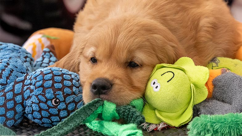 Pickle resting his head on his toys. Pickle resting his head on his toys.