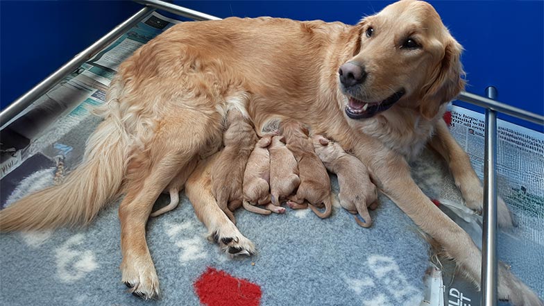 Pickle's litter snuggling with their mum. Pickle's litter snuggling with their mum.