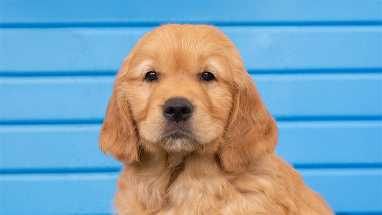 Headshot of golden retriever Pickle looking towards camera. Headshot of golden retriever Pickle looking towards camera.