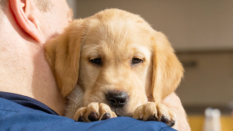 Headshot of Piper being held by a Guide Dogs staff member. Headshot of Piper being held by a Guide Dogs staff member.