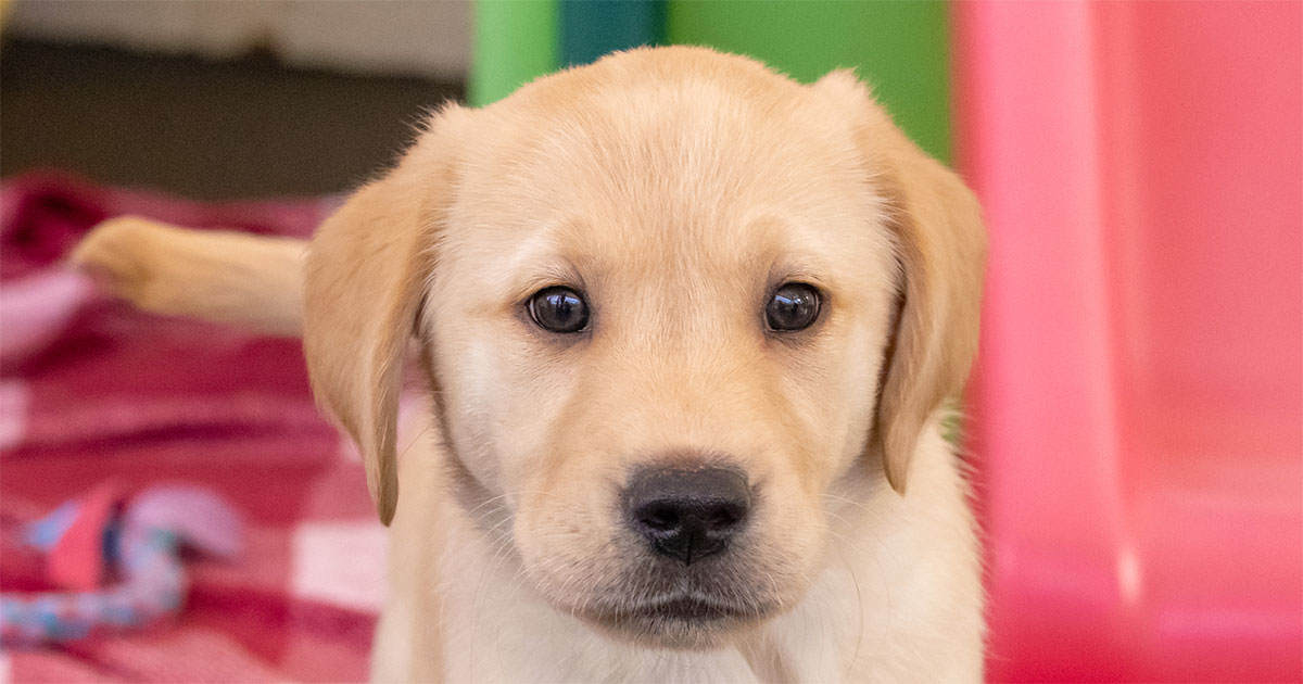 Headshot of Piper a yellow Labrador golden retriever cross.