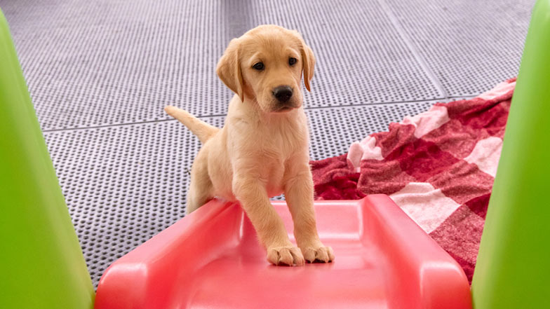 Piper standing at the bottom of a slide looking at camera. Piper standing at the bottom of a slide looking at camera.