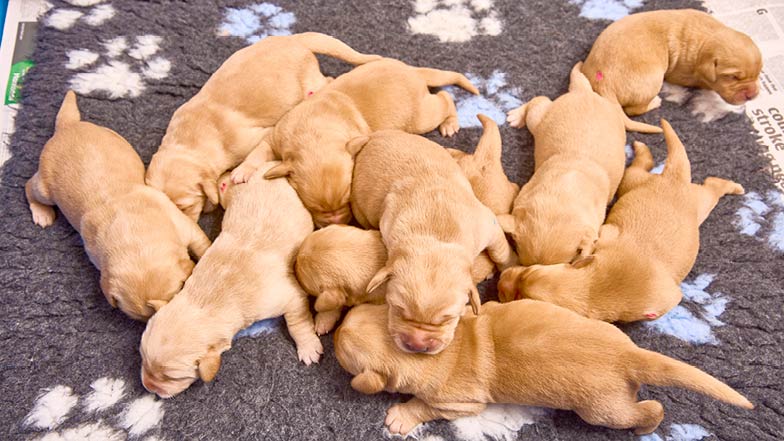 Piper's litter laying together on a dog bed. Piper's litter laying together on a dog bed.