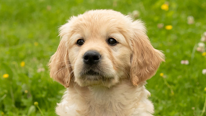 A headshot of guide dog puppy Pudding looking at the camera