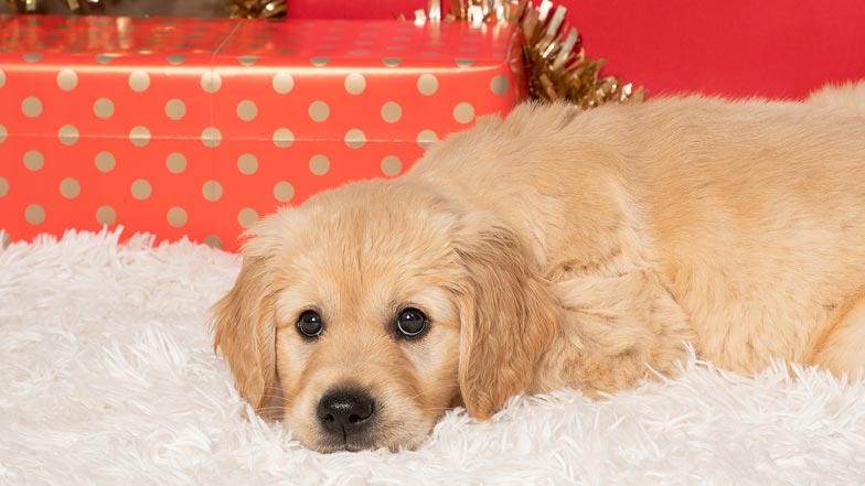 Pudding lying in front of a Christmas present Pudding lying in front of a Christmas present