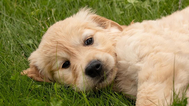 Pudding lying in the grass looking to camera Pudding lying in the grass looking to camera