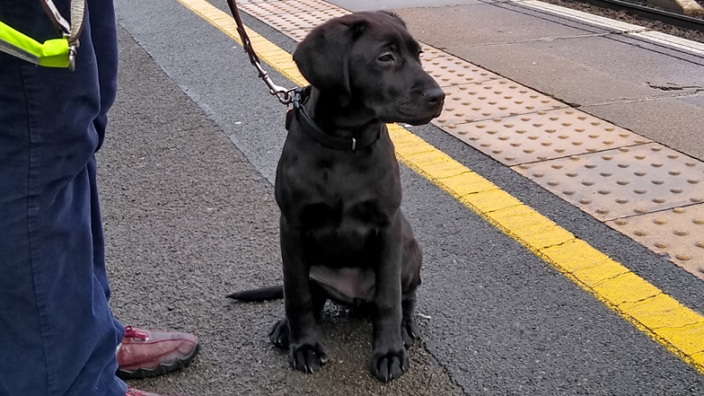 Rosie sitting on a train platform
