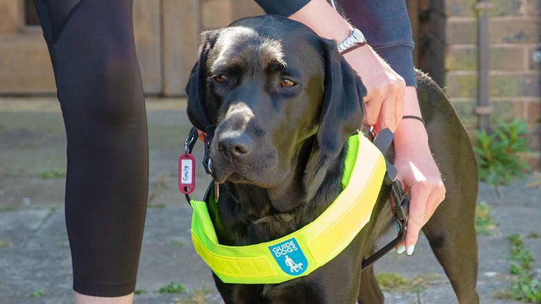 Rosie having her training harness placed
