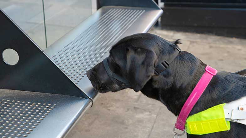 Rosie finding a seat for her guide dog owner