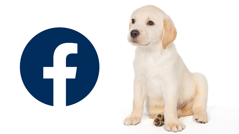 Guide dog puppy Rupert looking at Facebook logo