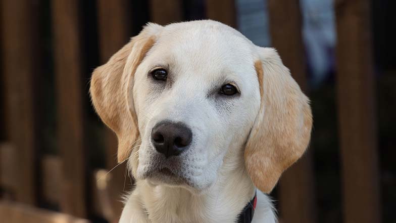 A close-up head shot of Rupert, a yellow Labrador golden retriever cross