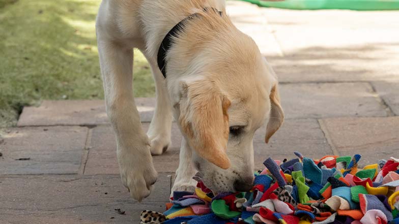 Rupert playing with a snuffle mat outside
