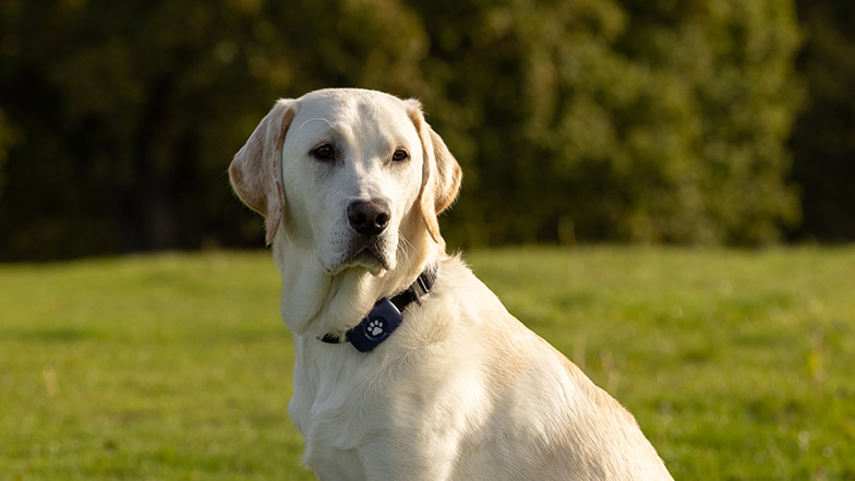 A close-up of yellow Labrador golden retriever cross Rupert