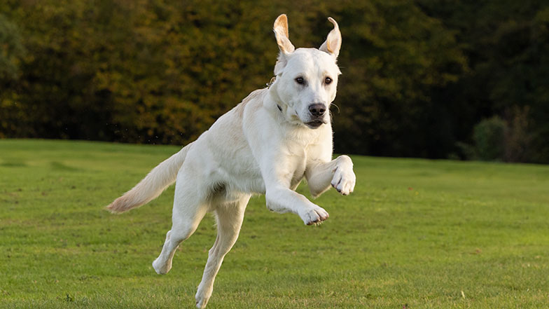 Rupert mid-jump whilst free running