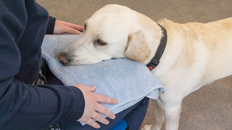 A close up of Rupert displaying chin rest on trainer Rhiannon's lap