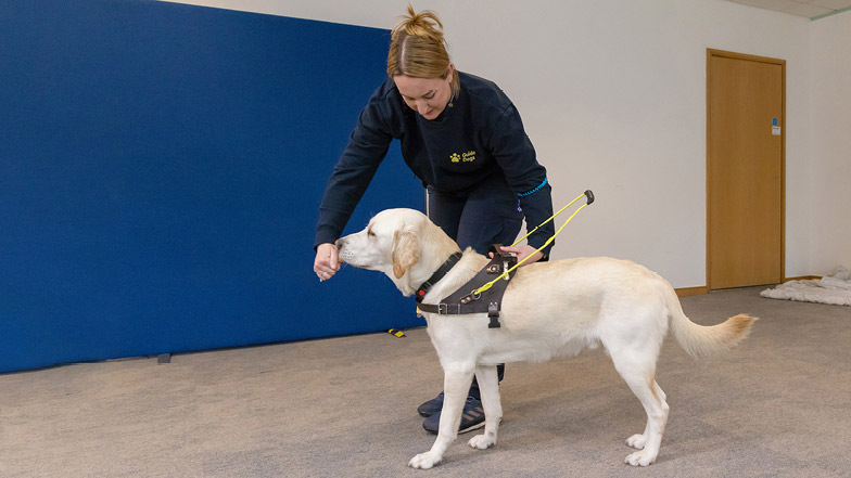 Trainer Rhiannon putting a brown training harness on Rupert