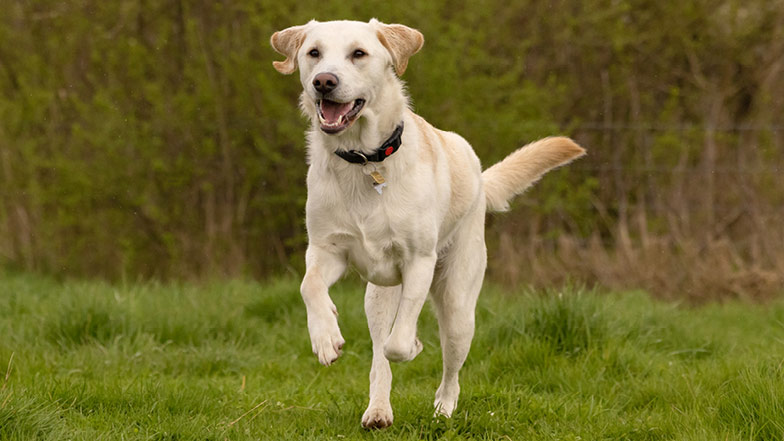 Yellow Labrador golden retriever cross Rupert free running in a field