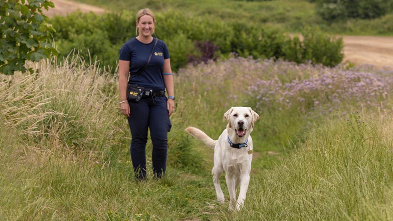 Rupert free running in a field with trainer Rhiannon behind him