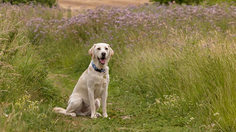 Yellow Labrador golden retriever cross Rupert sitting in a field