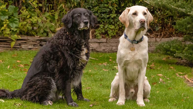 Rupert and black border collie golden retriever cross Ruby sitting next to each other in the garden