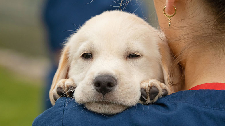 Rupert being held by a Guide Dogs member of staff